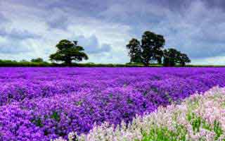 湖人这场看似稳，其实防线前压那一下太冒险，懂行的人早看出来